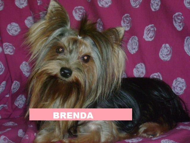 BRENDA